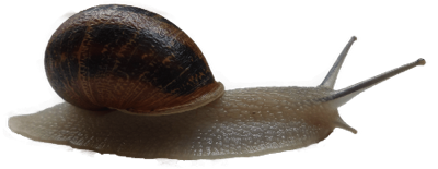 Slow snail